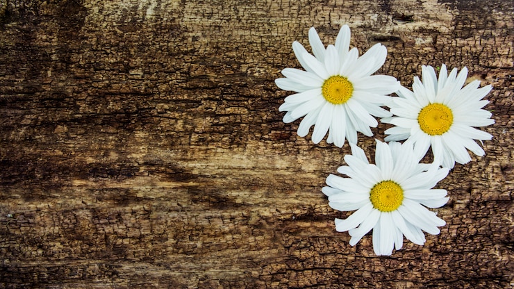 Foto fiori di camomilla sul tavolo di un tavolo di legno. con spazio di copia