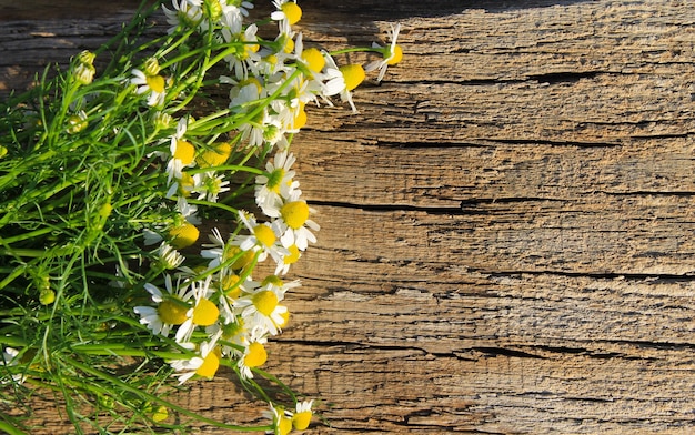 Fiori di camomilla sullo sfondo di legno