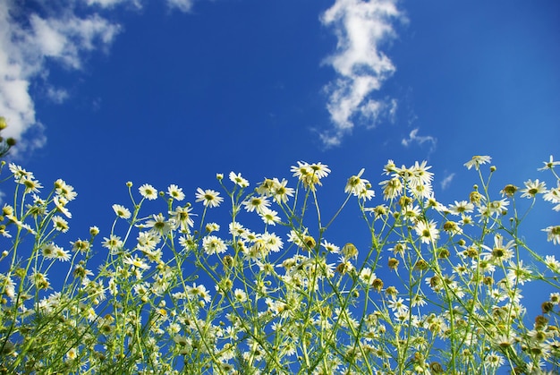 Fiori di camomilla