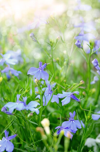 Fiori di campanula contro la luce del sole