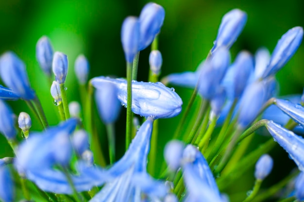 Fiori di campanula perenne alle erbe bluvioletti