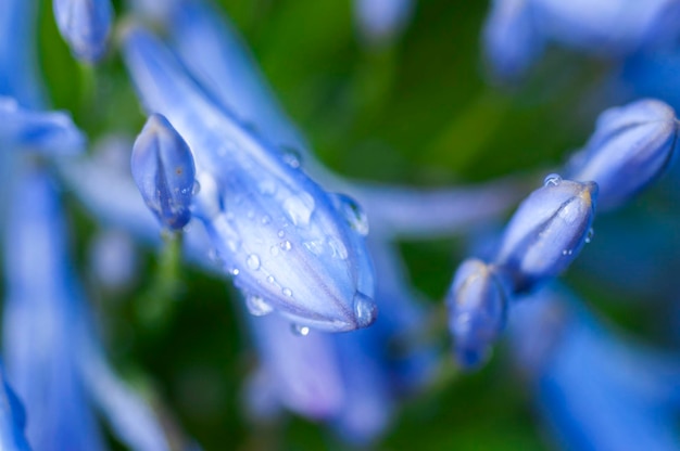 Fiori di campanula perenne alle erbe bluvioletti