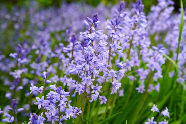 Fiori di campanula spagnola viola che crescono in un giardino in primavera Più piante da fiore perenni belle e colorate con foglie verdi e steli che fioriscono all'aperto in un parco o cortile