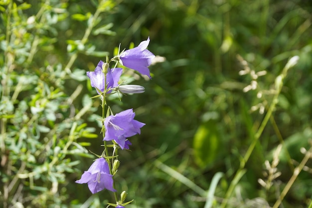 Fiori di campanule blu nel primo piano della foresta