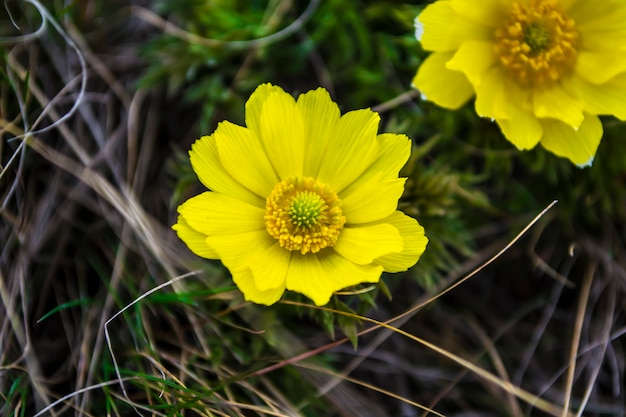 Fiori di campo adone primavera i primi fiori di primavera l'inizio di una nuova vita il concetto di b...