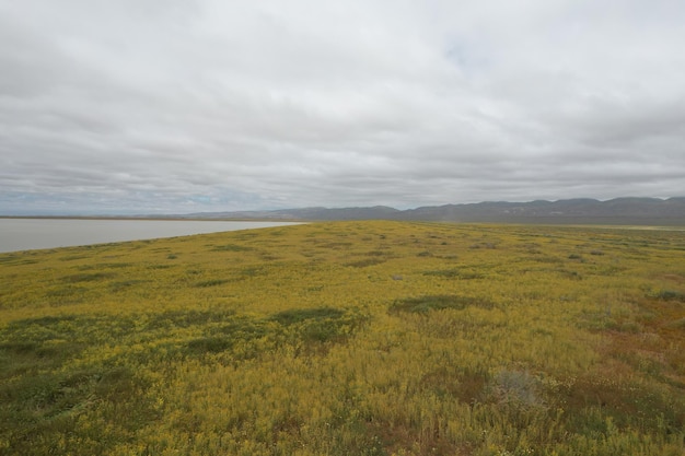 Fiori di campo al Carrizo Plain National Monument e al lago Soda