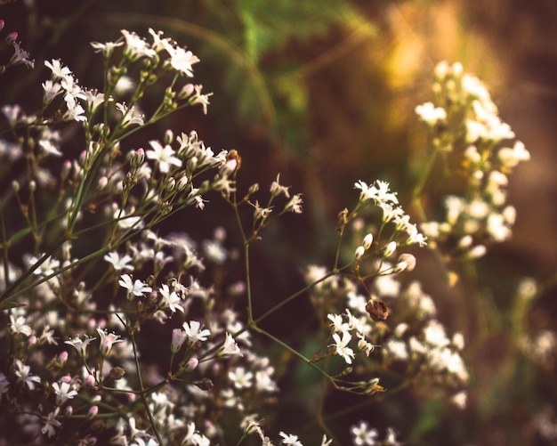 Fiori di campo bianchi tra l'erba alla luce del sole