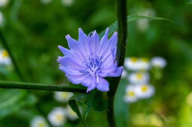 Fiori di campo blu di cicoria nel prato