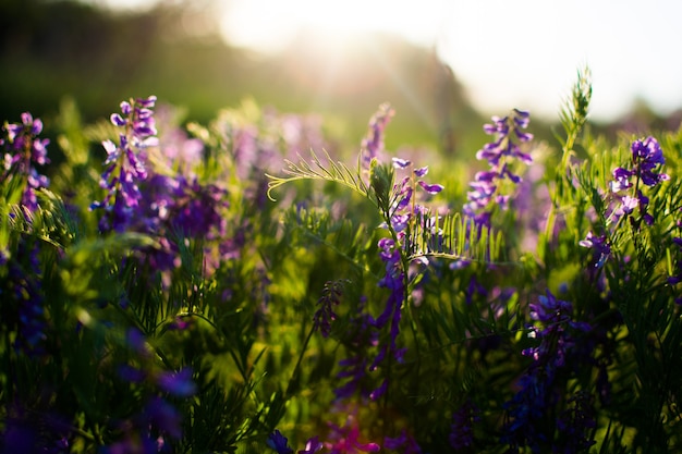 Fiori di campo blu in un prato verde. Calda serata primaverile con un prato luminoso durante il tramonto.