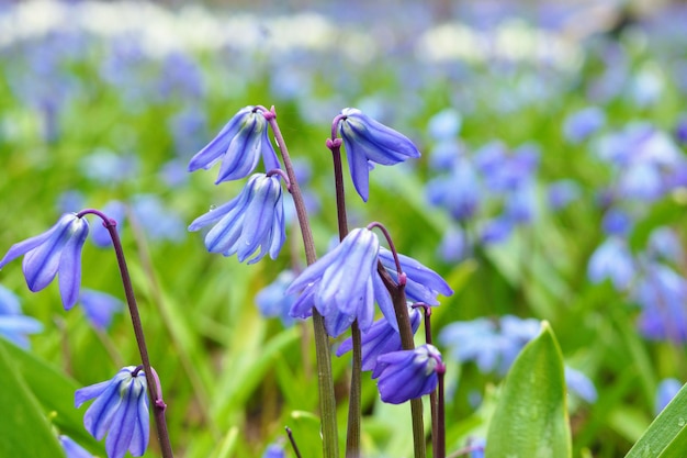 fiori di campo blu in un prato verde