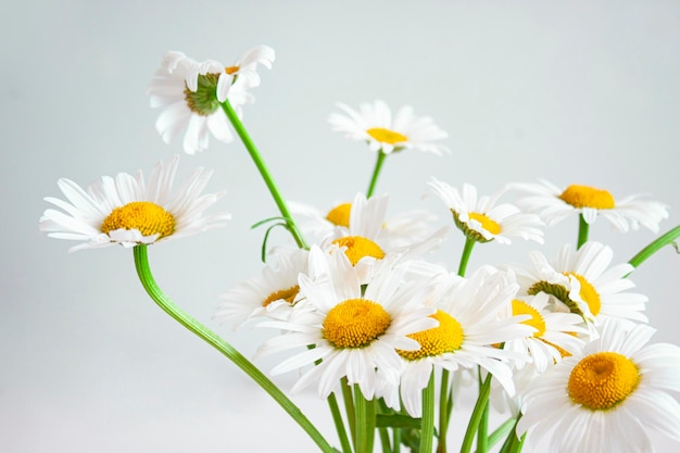 Fiori di campo Bouquet di margherite su sfondo chiaro Messa a fuoco selettiva