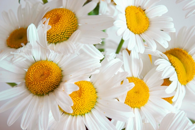 Fiori di campo Bouquet di margherite su sfondo chiaro Vista dall'alto del primo piano