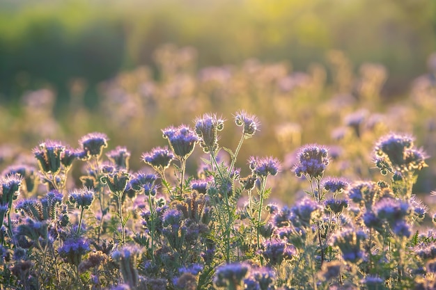 Fiori di campo colorati in controluce la luce del sole serale. La natura della botanica floreale