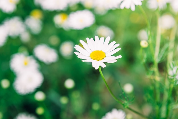 Fiori di campo di camomilla. Bella scena della natura estiva con camomille mediche in fiore nel chiarore del sole. Fiori di erbe