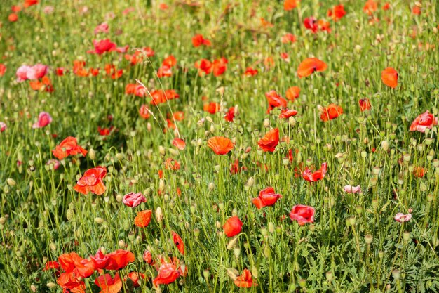 Fiori di campo di papaveri