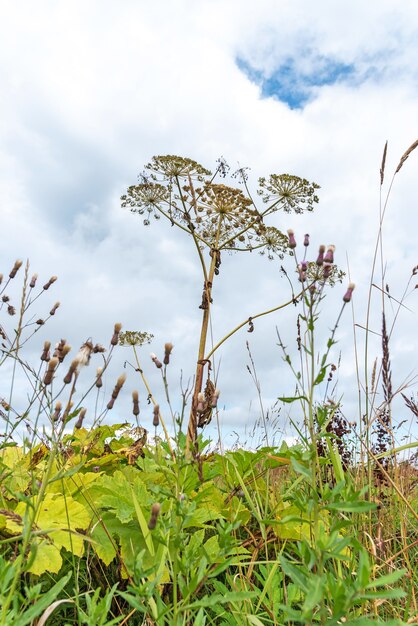 Fiori di campo e piante infestanti che crescono su piantagioni o campi trascurati. Vegetazione di Heracleum, biodiversità delle zone rurali e delle campagne. Diversità della vegetazione del villaggio, lussureggianti cespugli verdi e ramoscelli nel cielo.