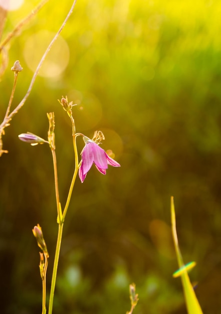 Fiori di campo estivi nel prato