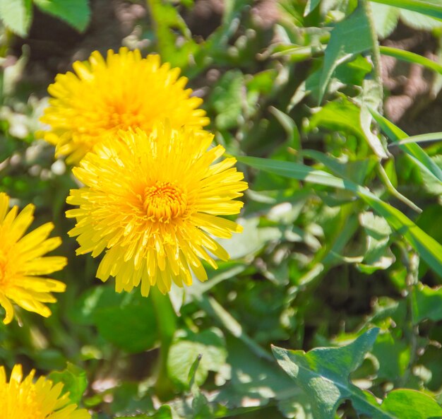 Fiori di campo gialli della madre e della matrigna all'inizio della primavera