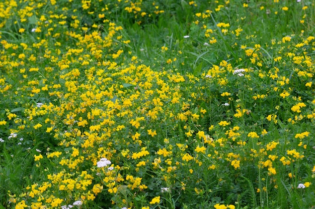 Fiori di campo gialli e bianchi sul prato nella foresta estiva