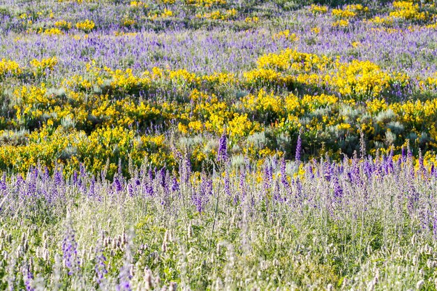 Fiori di campo gialli e blu in piena fioritura in montagna.