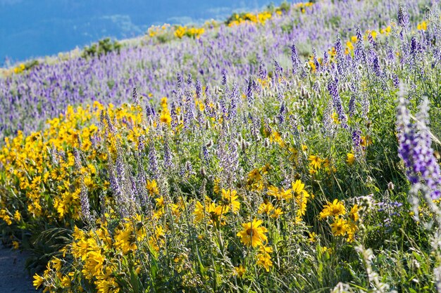 Fiori di campo gialli e blu in piena fioritura in montagna.