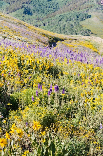 Fiori di campo gialli e blu in piena fioritura in montagna.