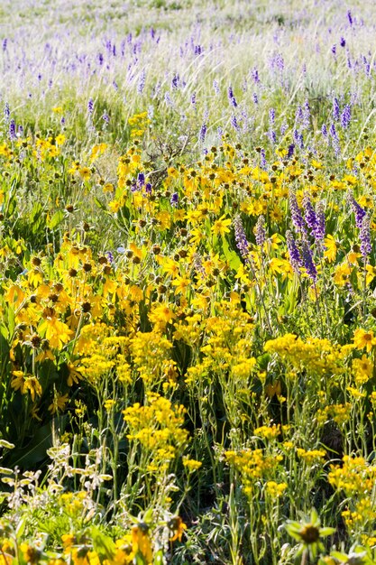 Fiori di campo gialli e blu in piena fioritura in montagna.