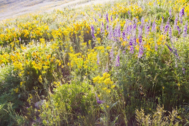 Fiori di campo gialli e blu in piena fioritura in montagna.