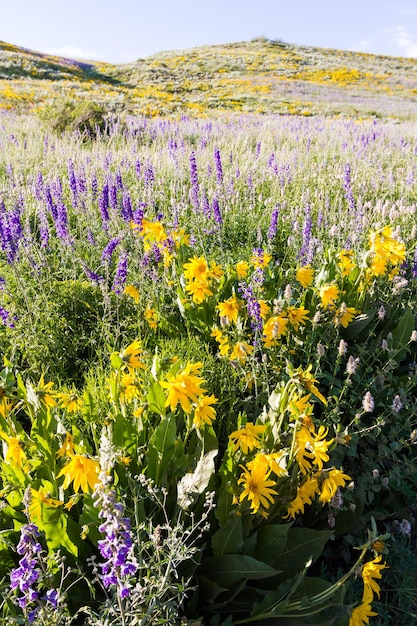 Fiori di campo gialli e blu in piena fioritura in montagna.