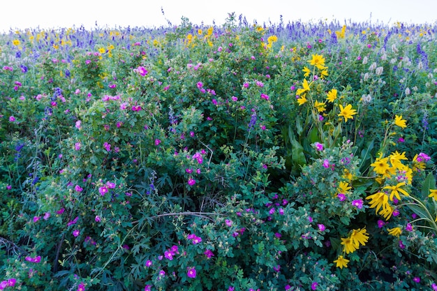 Fiori di campo gialli e blu in piena fioritura in montagna.