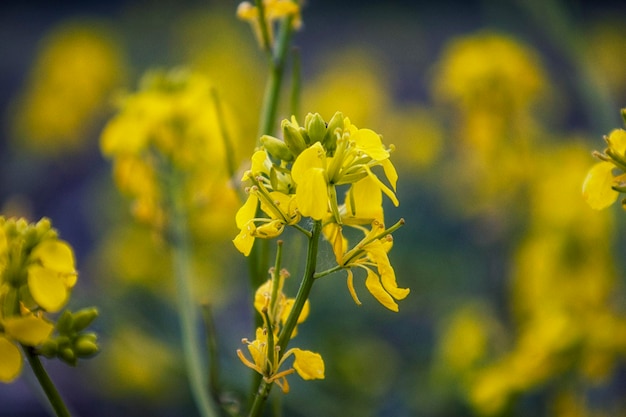 Fiori di campo gialli in estate Messa a fuoco selettiva