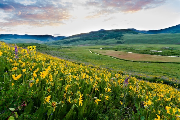 Fiori di campo gialli in piena fioritura in montagna.