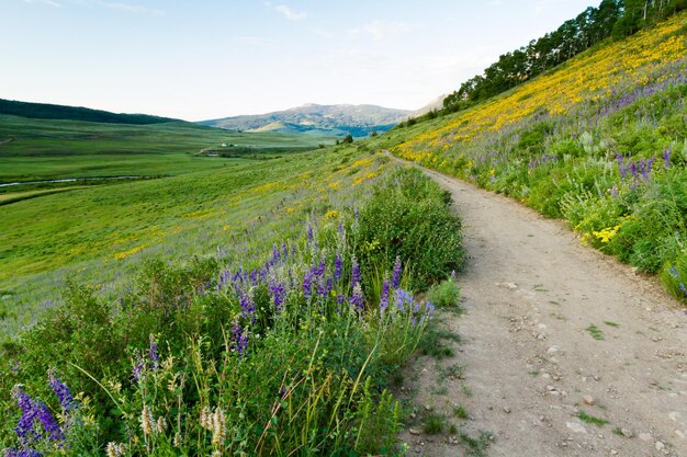 Fiori di campo gialli in piena fioritura in montagna.