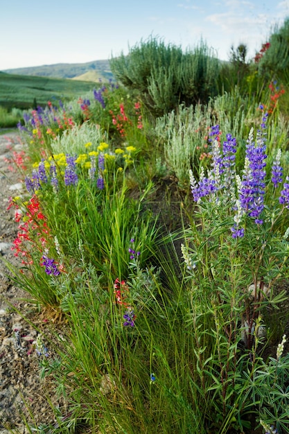 Fiori di campo gialli in piena fioritura in montagna.