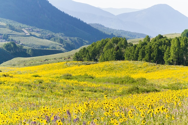 Fiori di campo gialli in piena fioritura.