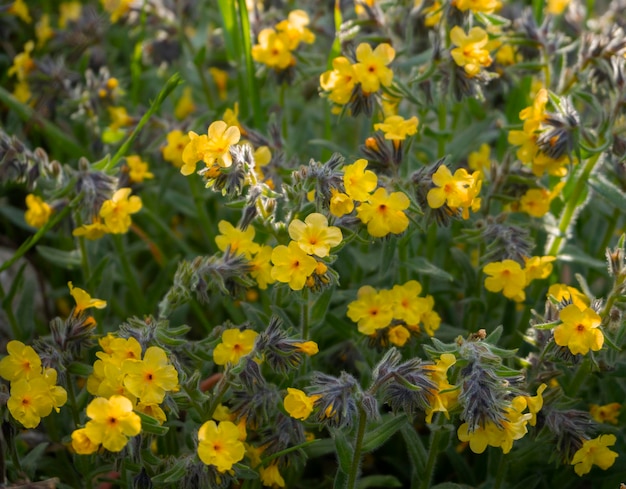 Fiori di campo gialli in primavera in Grecia