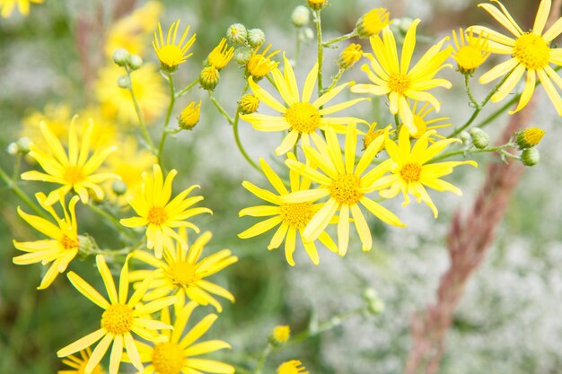 Fiori di campo gialli nel campo estivo con sfondo sfocato Profondità di campo ridotta Vista dall'alto