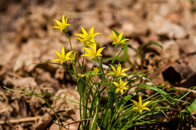 Fiori di campo gialli primaverili tra le foglie autunnali