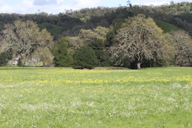 Fiori di campo in California