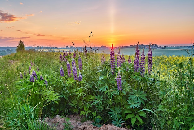 Fiori di campo in estate Alba Lupino viola e campo di colza Luce mattutina Lupino viola