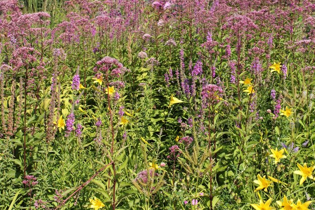 Fiori di campo in fiore colorati nel campo del prato. Paesaggio floreale estivo in un parco pubblico. Bota della natura