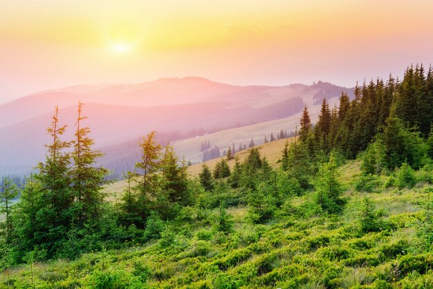 fiori di campo in montagna al tramonto