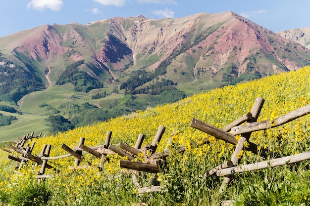 Fiori di campo in piena fioritura a Crested Butte, Colorado.