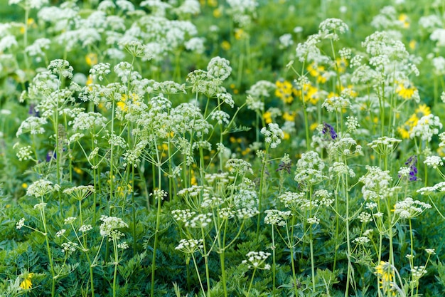 Fiori di campo in piena fioritura a Crested Butte, Colorado.