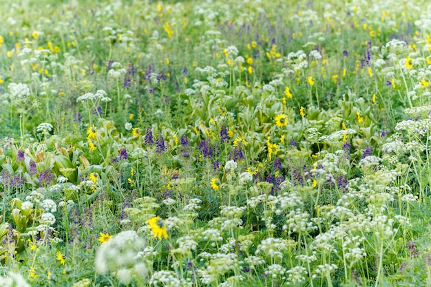 Fiori di campo in piena fioritura a Crested Butte, Colorado.