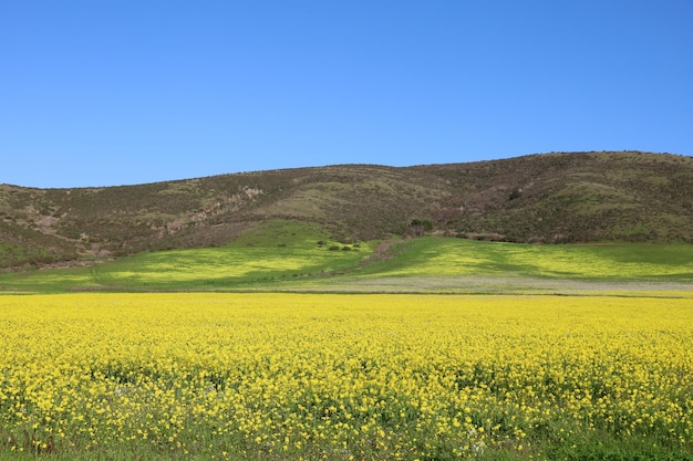 Fiori di campo in un campo sul lato della strada