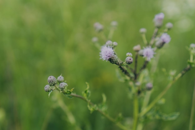 Fiori di campo in un campo tra la natura Erbe per il tè o per la salute