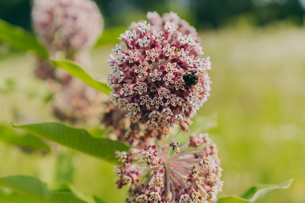 Fiori di campo in un campo tra la natura Fiore con un'ape