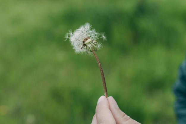 Fiori di campo in un campo tra la natura Tarassaco