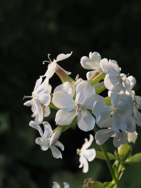 fiori di campo in un prato estivo